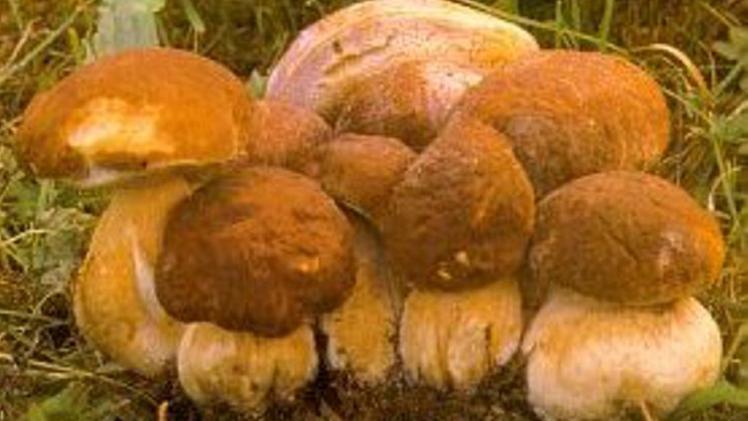 Funghi porcini: nuovi «permessi» per la raccolta sul Sebino