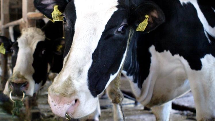 Le mucche da latte soffrono il caldo: produzione in calo del 10%
