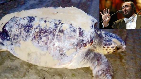 La tartaruga chiamata "Luciana" in onore di Pavarotti