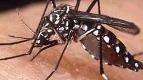 La zanzara Aedes albopictus responsabile della Dengue 