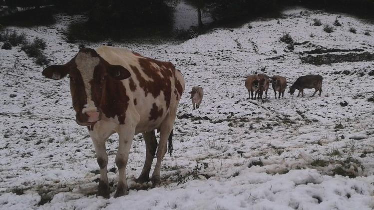 Mucche al pascolo nella neve nell’area del Tonale