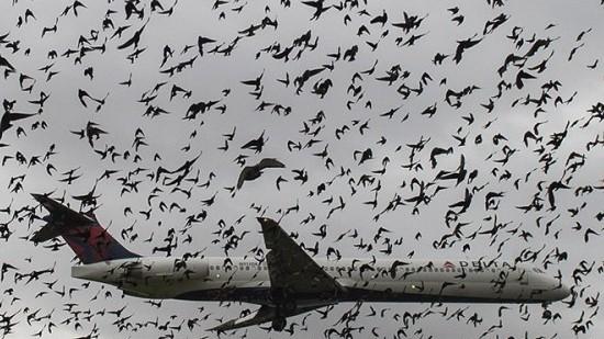 Gli uccelli richiamati dal bosco potrebbero ostacolare i voli 