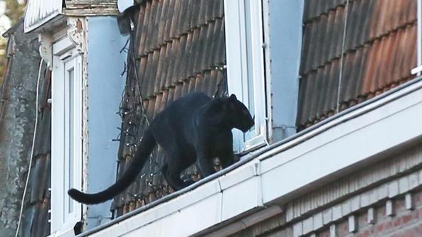 Pantera sui tetti. Foto La Voix du Nord