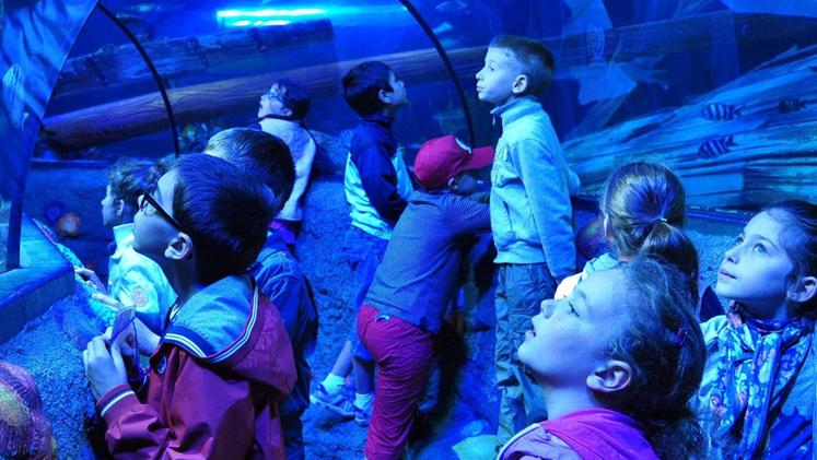 Il tunnel dell’acquario «Sealife»: un esempio concreto di fattibilità