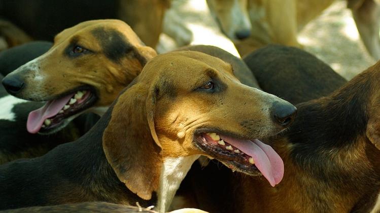 Nella cascina di Pievedizio erano stipati oltre quaranta cani da  caccia 