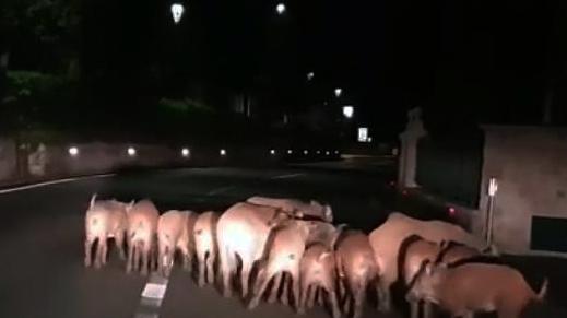 Una «passeggiata» notturna del branco per le strade di Gardone