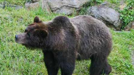 Nell’oasi di Aprica sono recentemente tornati anche gli orsi 