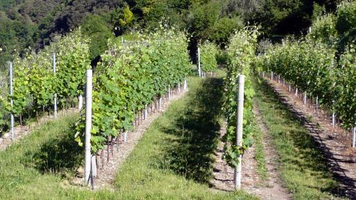 Nel Parco dell’Alto Garda si moltiplicano i vini d’autore
