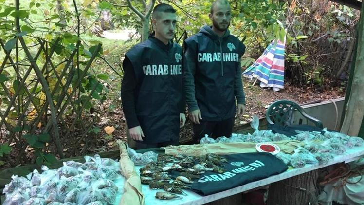 Uccelli protetti già pronti per la vendita e fucili sequestrati dai carabinieri forestali del Soarda
