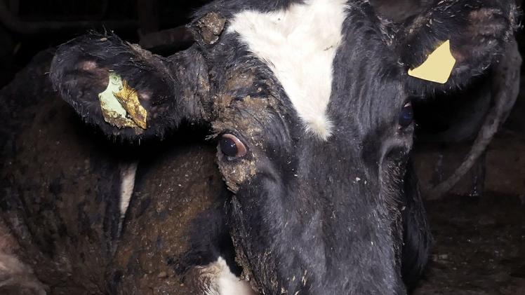 Una delle mucche trovate già morte nell’allevamento lager di Robecco d’OglioTra gli animali lasciati morire c’erano anche dei vitelliUna frisona moribonda e adagiata nei propri escrementi