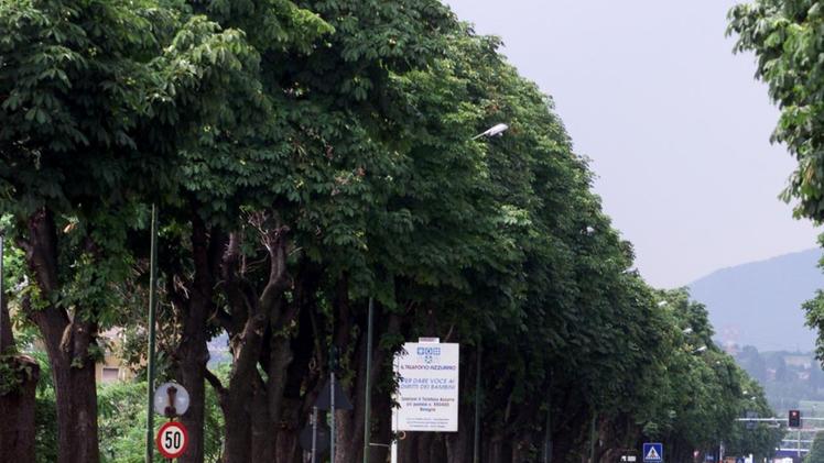 Platani a Lonato: censito l’intero patrimonio arboreo pubblico