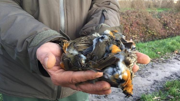Il pettirosso è una delle specie maggiormente prese di mira Uno dei tanti carnieri costituiti da uccelli protettiUn’altra istantanea della caccia senza regole nel Bresciano