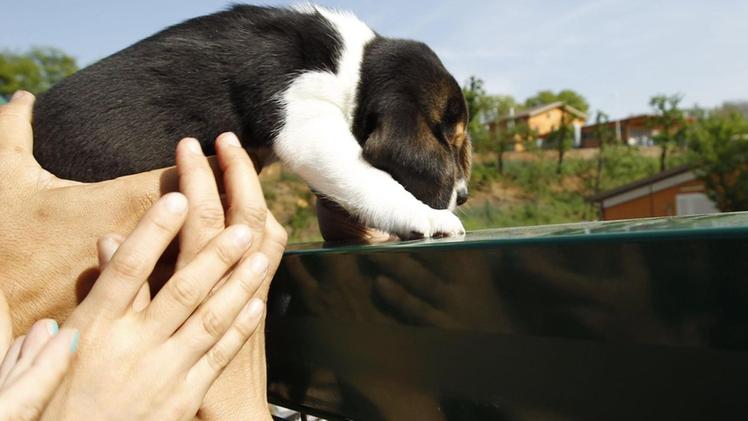 Uno dei beagle portati all’esterno dell’allevamento FOTOLIVE