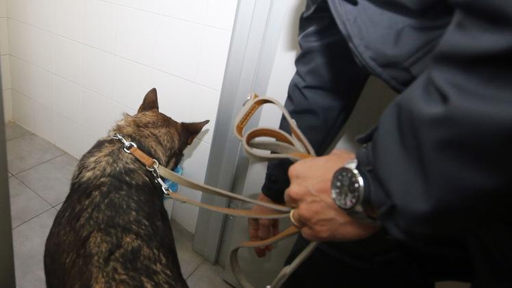 Il cane anti-droga è giunto dall’unità cinofila di Orio al Serio