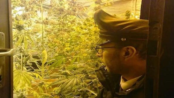 La serra di marijuana scoperta dai carabinieri nell’alloggio di Lozio 