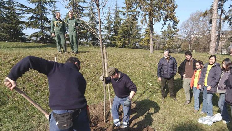 Chiari prevede di piantare migliaia di alberi su tutto il territorio