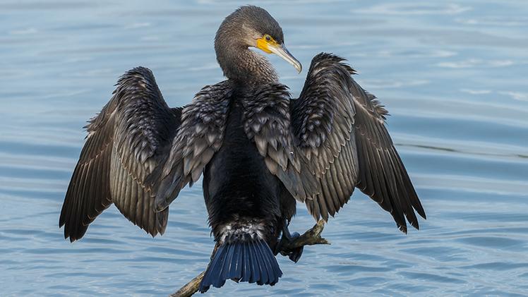 Un cormorano comune per niente «alloctono» mentre si asciuga il piumaggio dopo la pesca 