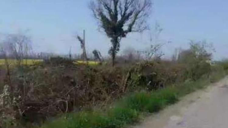 Quel che resta   dei filari di alberi rasi al suolo in località Calciana Legambiente Valle dell’Oglio si è rivolta ai Carabinieri forestali