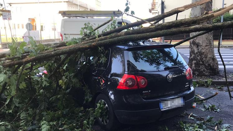 Auto danneggiate dagli alberi: un caso emblematico a Castenedolo