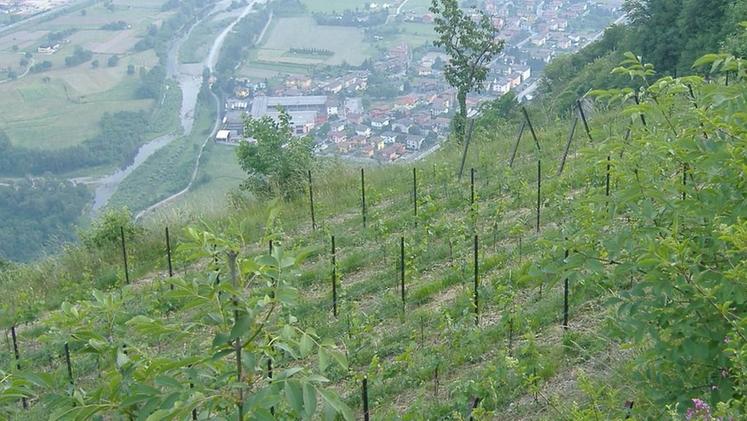 Fondi disponibili per la manodopera agricola stagionale in Valcamonica