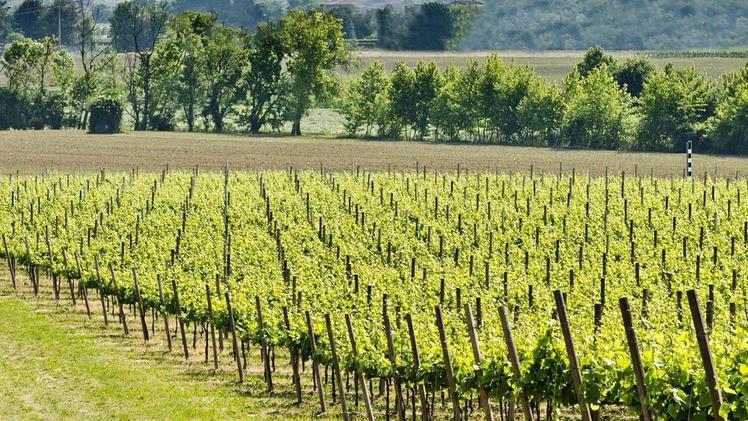 Nonostante la crisi, la Franciacorta sta preparando le vigne Da Iseo a Rovato le piante hanno  già messo i germogli 