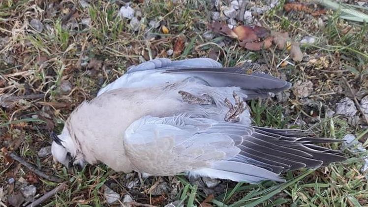 Uno degli uccelli scopertiUna tortora dal collare  morta