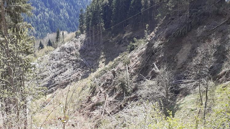 Uomini e mezzi nel cantiere forestale di FabrezzaSul terreno ci sono ancora molte tracce della tempesta Vaia