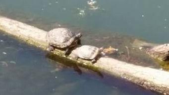 Strone e Chiese sono ormai colonizzati dalle tartarughe «aliene»