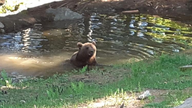 Un orso sorpreso a fare il «bagnetto» in una pozza