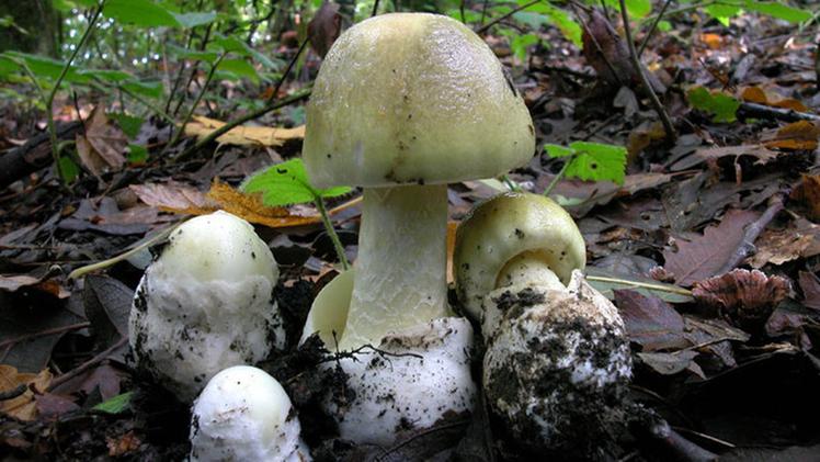 Un fungo porcino: nei boschi del lago d’Iseo è iniziata la raccoltaMazze di tamburo: è una delle specie già molto presenti sul SebinoLa velenosa amanita falloide:  tra i funghi  più pericolosi sul territorio
