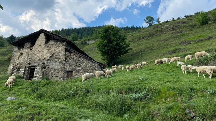 Aspettando la laurea, il 20enne di Verolanuova studia sul campo Il gregge al pascolo sul monte  Padrio in alta Valcamonica 