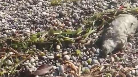 Il degrado di Desenzano protagonista di un video diventato «virale»Una delle decine di carcasse di topi spiaggiate sul lungolago