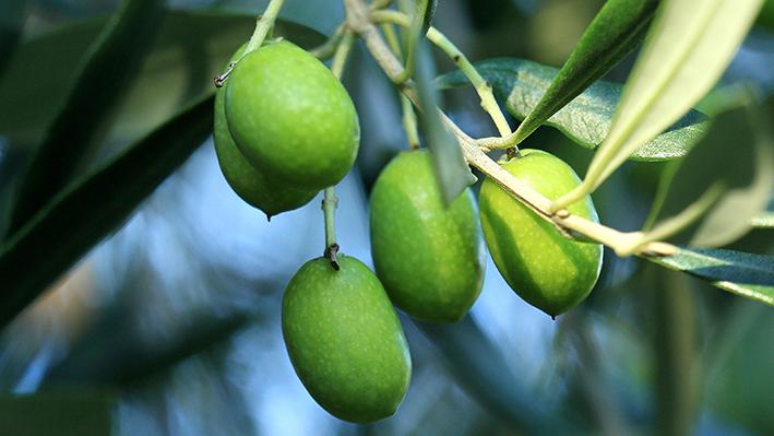 Alcuni dei campioni esaminati dalla giuria del «Leone d’oro»L’Italia ha in assoluto la più ricca diversità di specie di olive coltivate