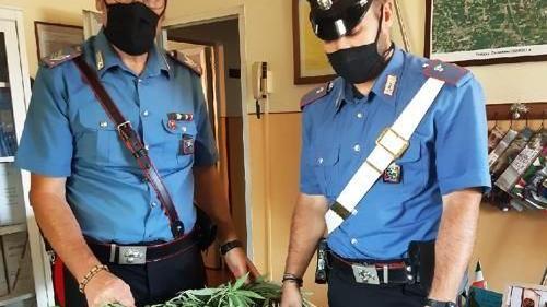 La droga sequestrata dai carabinieri nella cascina di Isorella