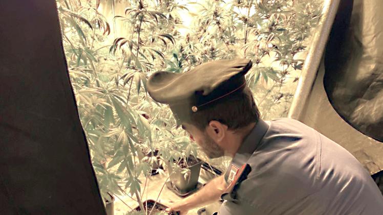Una delle serre per la cannabis scoperte dai carabinieri