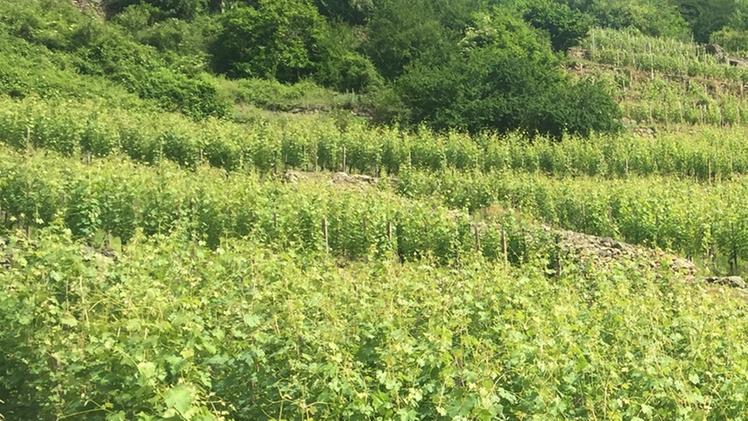 La zona collinare di Malegno interessata dal piano di recuperoLa viticoltura al rilancio
