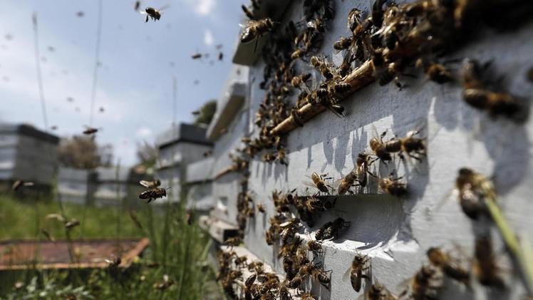 Ci sarebbe un insetticida dietro la strage di 5 milioni di impollinatriciL’apicoltore Edoardo Mombelli mostra le  api morte a QuinzanoGli alveari allestiti nella   Bassa bresciana sono in pericolo 