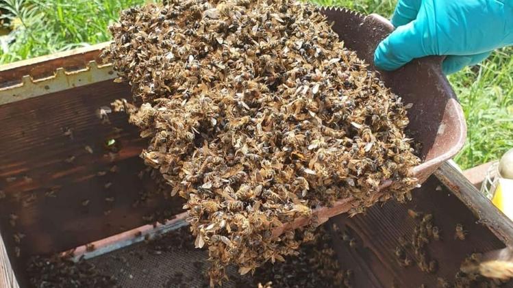 Individuata la presunta causa della moria di api nella Bassa brescianaUno degli apicoltori di Quinzano colpiti dal disastro ambientale 