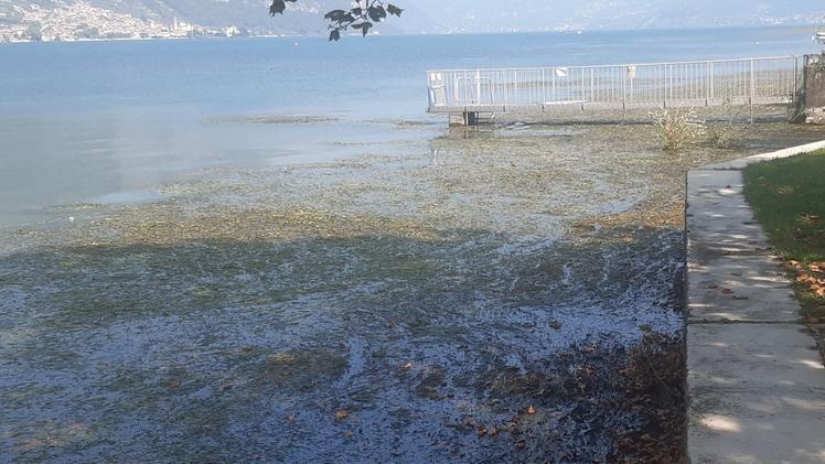 L’eccezionale fioritura di alghe macrofite sulla superficie del lago