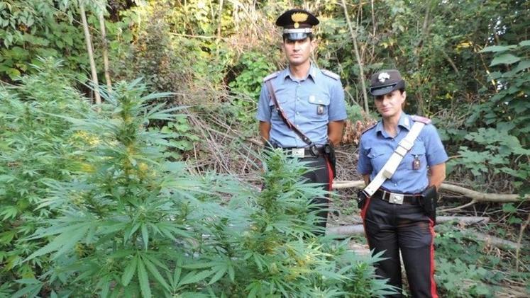 Il sopralluogo dei militari sulla piantagione di marijuana 