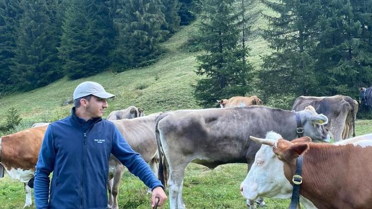 Matteo Monteverdi con un gregge di pecore sui pascoli di Corteno GolgiLo studente di Verolanuova alle prese con i bovini