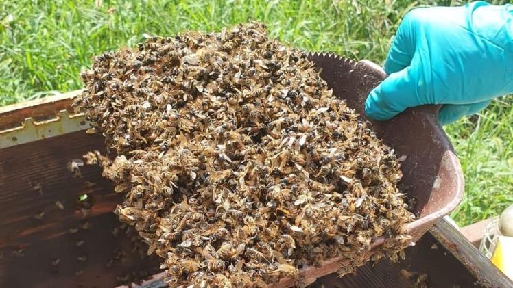 Uno degli alveari decimati dalla moria delle api causata dai pesticidi 