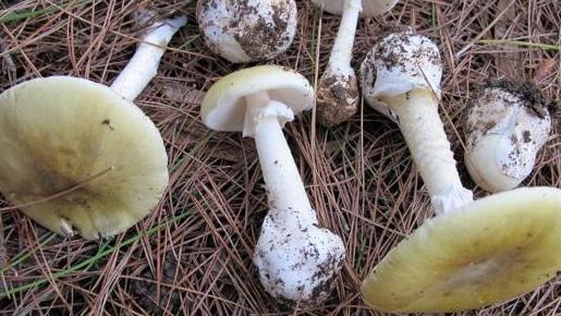 Bresciaoggi - Troppi intossicati dai funghi velenosi Scatta l’emergenza