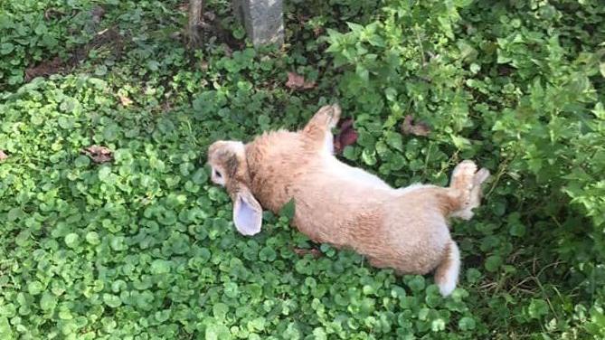 Una delle carcasse dei conigli  ritrovata nel parco di Villa Grasseni 
