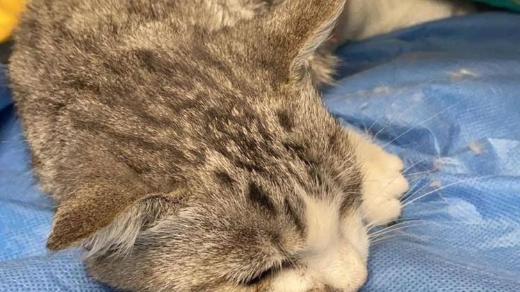 Siria è una gattina con una  lesione  permanente alla spina dorsaleAltri due mici in attesa di adozione nel centro Laica di Erbusco che si prende cura anche di caniMirtilla è stata salvata in extremis: aveva una ferita raccapricciante