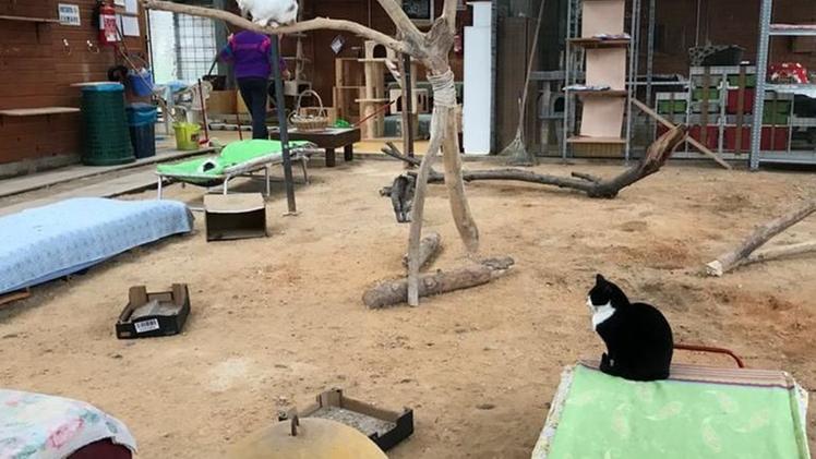 Gatti: la struttura accoglie fino a 30 nuovi «ospiti» ogni settimanaPer i gatti del Basso Garda è scongiurato il rischio sfrattoIl gattile di    Desenzano: non è più a norma ma verrà ristrutturato