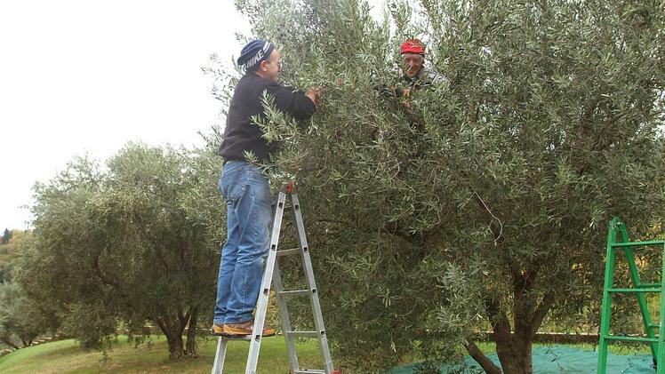 La raccolta delle olive (foto d'archivio)