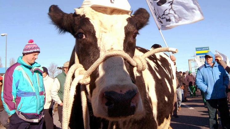 Un’immagine della battaglia condotta dagli allevatori della Bassa contro le multe sulle quote latte: il Consiglio di Stato ha annullato sanzioni per 30 milioni