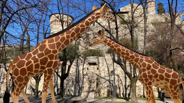 Due giraffe in una delle fotografie di Giambelli che rievocano lo zoo