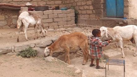Una pecora  o una capra possono fare la differenza per chi fa ogni giorno i conti con la malnutrizione 